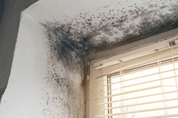 Affordable Attic Mold Remediation solutions in Forest Hill, MD